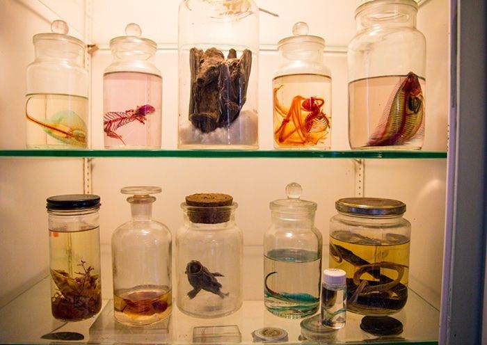 Museum & Labs at KPC Medical College