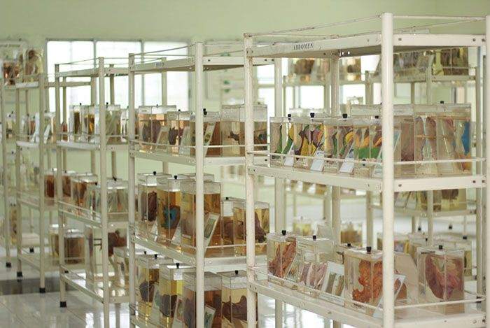 Museum specimens